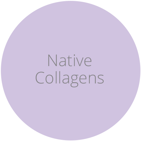 Native Collagens
